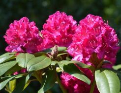 Rhododendron ISADORA - drzewko Różanecznik C7,5/Pa75(100)cm *K10