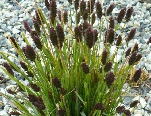 Sesleria sadleriana /P9(C2) *K5