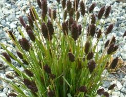 Sesleria sadleriana /P9 *K5