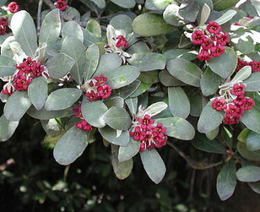 Pittosporum crassifolium in.Karo Pospornica grubolistna 3-pędowa C12/1,5m *6