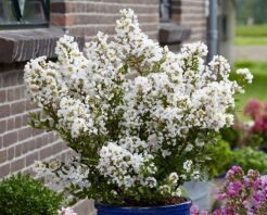 Lagerstroemia karłowa WITH LOVE VIRGIN 'Milabla' PBR L.indica Bez południa C2/20cm *K11