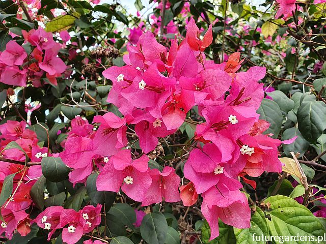 Bungewilla VIOLET DE MEZE Bougainvillea C5/20-30cm *T40