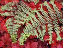 Wietlica OCEAN'S FURY Athyrium /P11