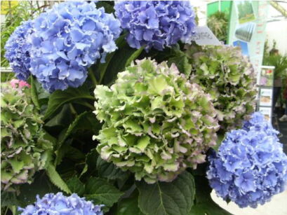 Hortensja ogrodowa SPIKE® Hydrangea macrophylla