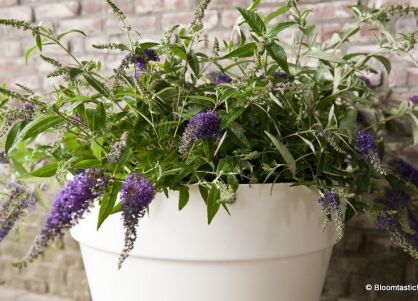 Budleja karłowa BLOOMTASTIC DREAMING PURPLE 'Hinebud4'  Buddleja   