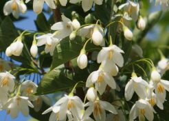 Styrak kolumnowy JUNE SNOW® Styrax japonicus C10/1,5m *P26