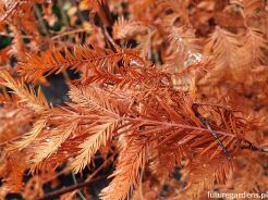 Cypryśnik błotny - nasiona - 10 szt  Taxodium distichum