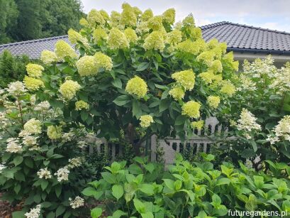 Hortensja bukietowa LIMELIGHT na PNIU Hydrangea paniculata C7,5/Pa60-80cm *K6