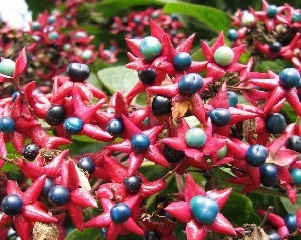 Szczęślin późny FARGESII Clerodendrum trichotomum var.fargesii /C2 *T9