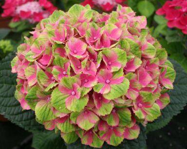 Hortensja ogrodowa 'MAGICAL AMETHYST'® Hydrangea macrophylla 