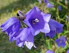 Dzwonek okrągłolistny Campanula rotundifolia /C1,5