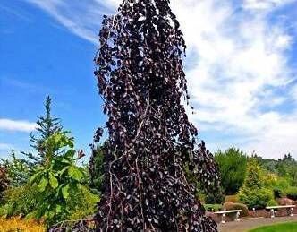 Buk płaczący 'PURPLE FOUNTAIN' Fagus sylvatica C5/60-80cm *K6