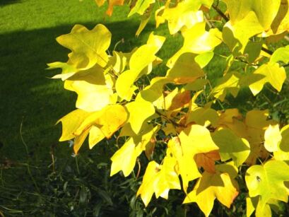 Tulipanowiec amerykański GLEN GOLD Liriodendron tulipifera C2/60-80cm