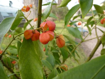 Trzmielina złotopąkowa Euonymus myrianthus /C3