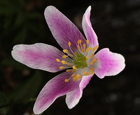 Zawilec gajowy MONJA  Anemone nemorosa /P9