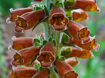 Naparstnica MILK CHOCOLATE Digitalis parviflora - 10 szt. nasion