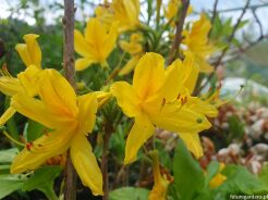 Rhododendron lutescens C5/60cm