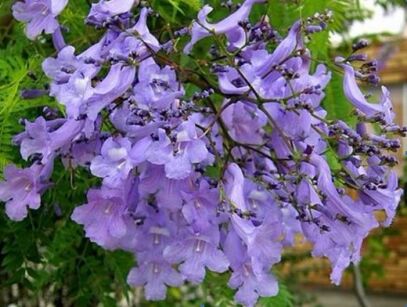 Jakaranda mimozolistna Jacaranda mimosifolia  syn. Jacaranda acutifolia P9/40cm