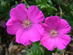 Bodziszek czerwony Geranium sanguineum /P9 *K7