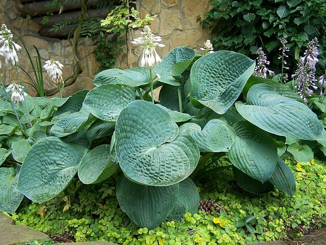 Hosta BIG DADDY Funkia /C3 *K4