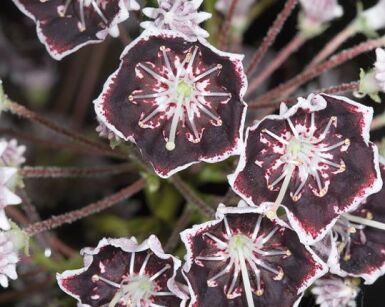 Kalmia szerokolistna MITTERNACHT syn.Midnight Kalmia latifolia /C2