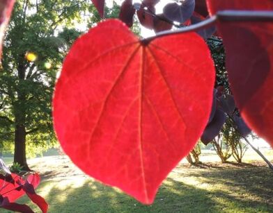 Judaszowiec kanadyjski MERLOT Cercis canadensis C12/1,5-1,8m *PA