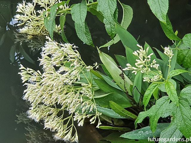 Sadziec biały IVORY TOWERS Eupatorium albus fistulosum f. albidum - 10szt. nasion