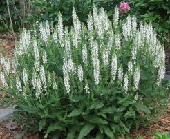 Szałwia łąkowa SWAN LAKE  Salvia pratensis