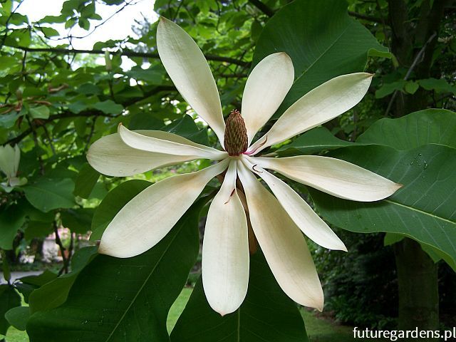 Magnolia szerokolistna Magnolia hypoleuca syn. M.obovata - balot/50-60cm *K11