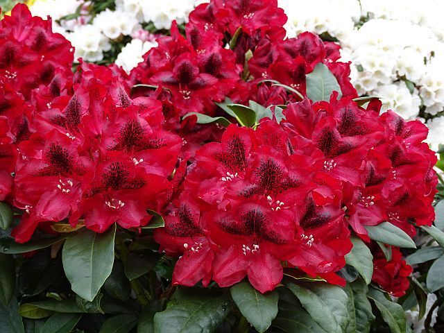 Rhododendron EDITH HACHMANN® Różanecznik wielkokwiatowy C7,5/40-50cm *K14