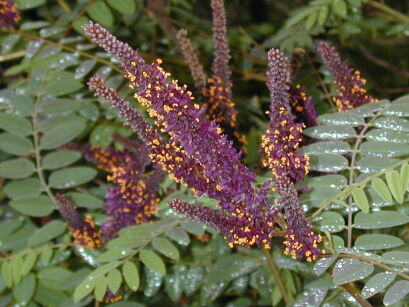 Amorfa krzewiasta zw. Indygowiec Amorpha fruticosa C2/1-1,5m *P26