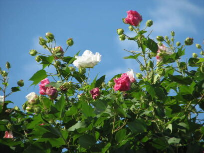 Bawełniana róża Hibiscus mutabilis nasiona 10szt