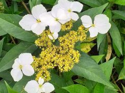 Hortensja chińska GOLDEN CRANE® Hydrangea chinensis f. angustipetala /C3