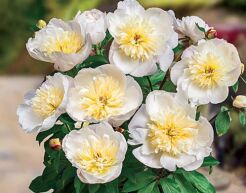 Piwonia karłowa MADRID® Paeonia/C4