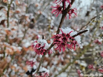 Oczar wiosenny AMETHYST Hamamelis vernalis C5/40cm *T45