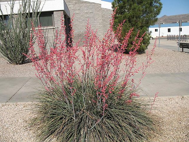 Hesperaloe parviflora RUBRA  in. Aloe yuccaefolia Yucca parviflora /C5 *G3