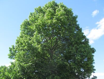 Tilia paucicostata Lipa rzadkożebrowana /C2