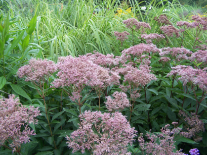 Sadziec konopiasty Eupatorium cannabinum /C2 *K4