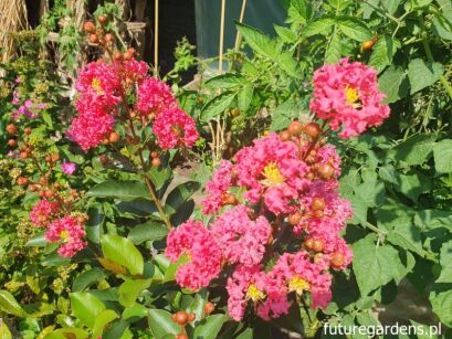 Lagerstroemia TUSKEGEE C3/60cm *K8