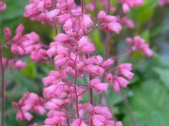 Żurawka drżączkowa Heuchera brizoides