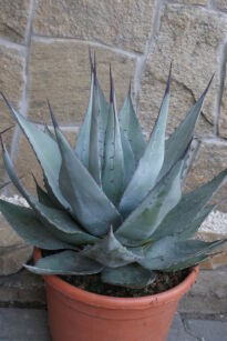 Mrozoodporna Srebrna Agave Havardiana (średnica 40-50 cm.)