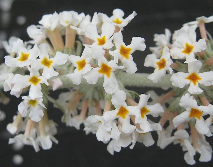 Budleja falowa ALBA Buddleja fallowiana C5/50cm