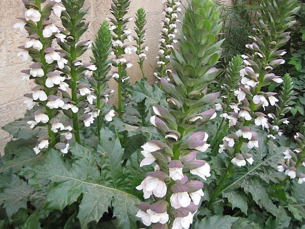 Akant miękki BIAŁY  Acanthus mollis white