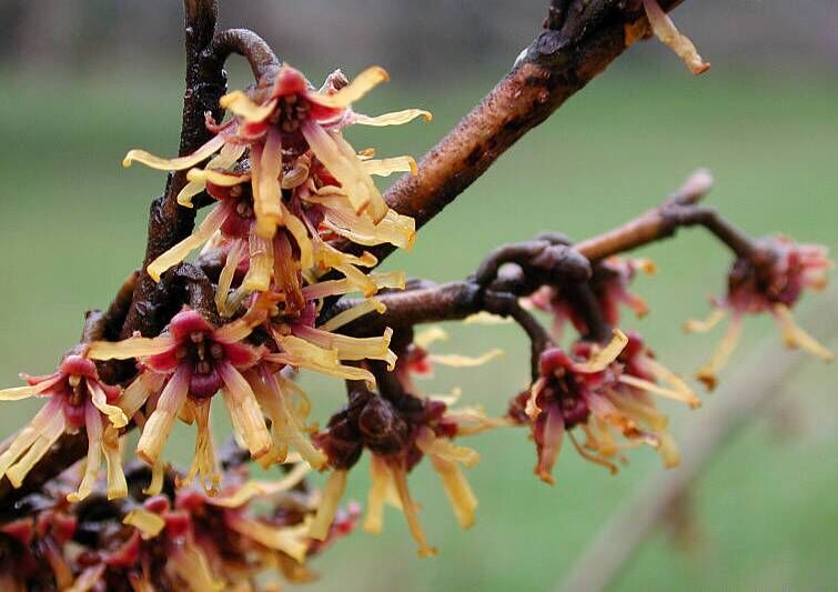 Oczar płaczący PENDULUM Hamamelis - misa C4/60-80cm *T62