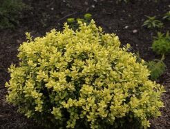 Bukszpan wieczniezielony LATIFOLIA MACULATA Buxus sempervirens Lawson's Gold C2/20cm *16