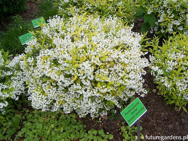 Żylistek karłowy AUREA Deutzia gracilis C2/30cm