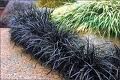 Ophiopogon planiscapus ‘Black Beard’ PBR czarna trawa /C2