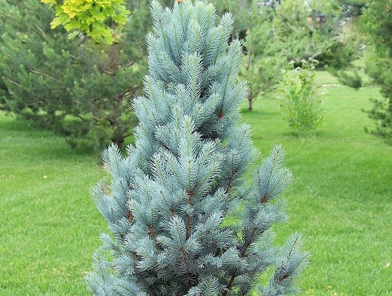 Świerk kłujący ISELI FASTIGIATE Picea pungens C7,5/60-80cm *K4