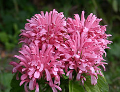 Jakobinia różowawa Jacobinia carnea syn.Justicia carnea /C1,5