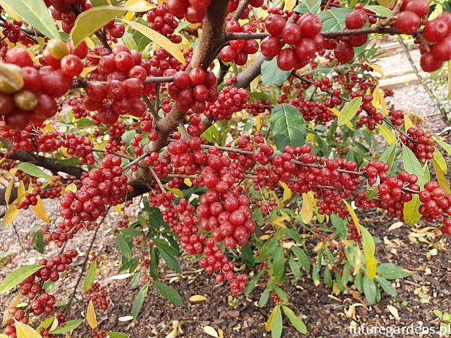 Oliwnik baldaszkowaty BIG RED Elaeagnus umbellata C2/30-50cm *T69